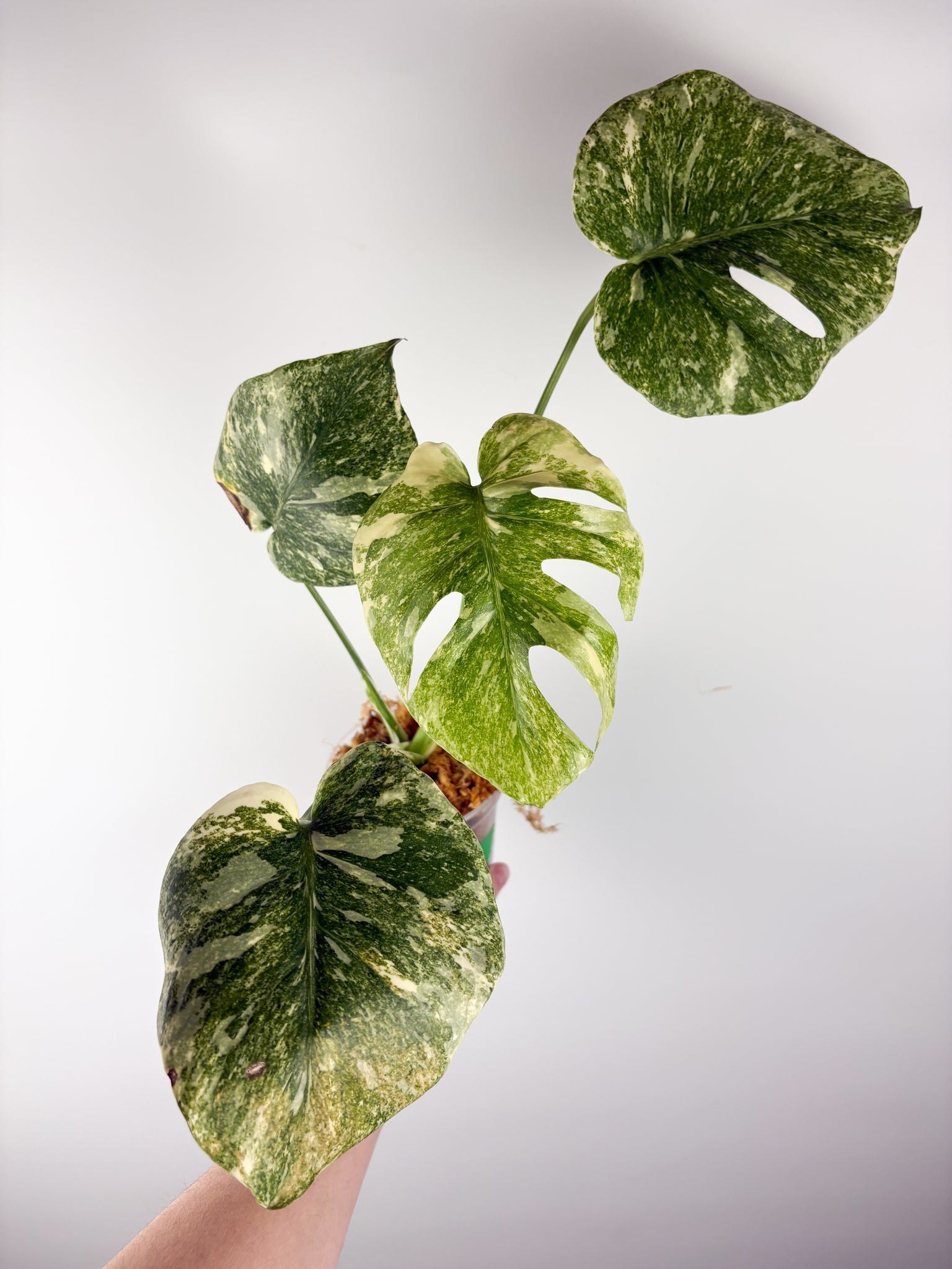 Monstera deliciosa green snow E