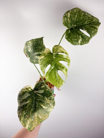 Monstera deliciosa green snow E