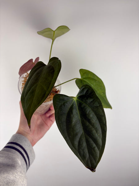 Anthurium dark pheonix x black nero A