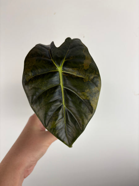alocasia golden bone aurea B