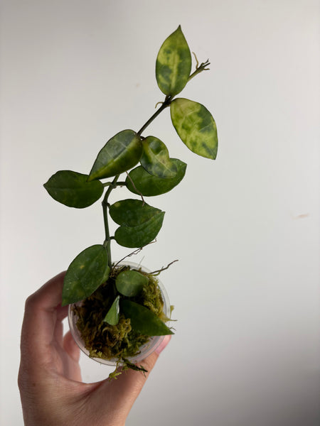 hoya lacunosa amarillo purple