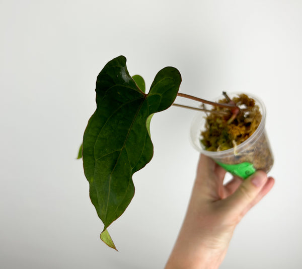 Anthurium papillilaminum Red stem x portillae indo C