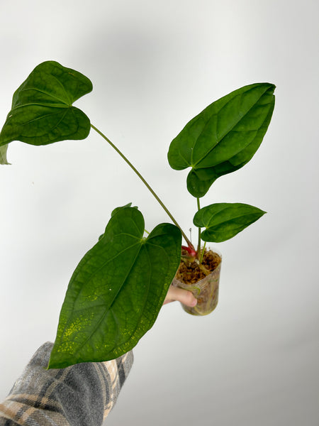 Anthurium magnificum x red vein dark phoenix A (Thailand)