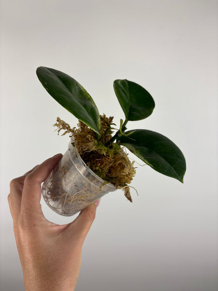 Hoya australis peridot 1