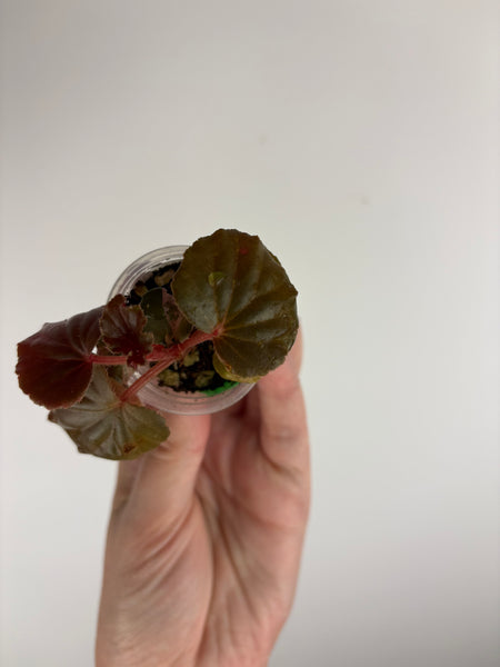 begonia cucullata pink reverted C