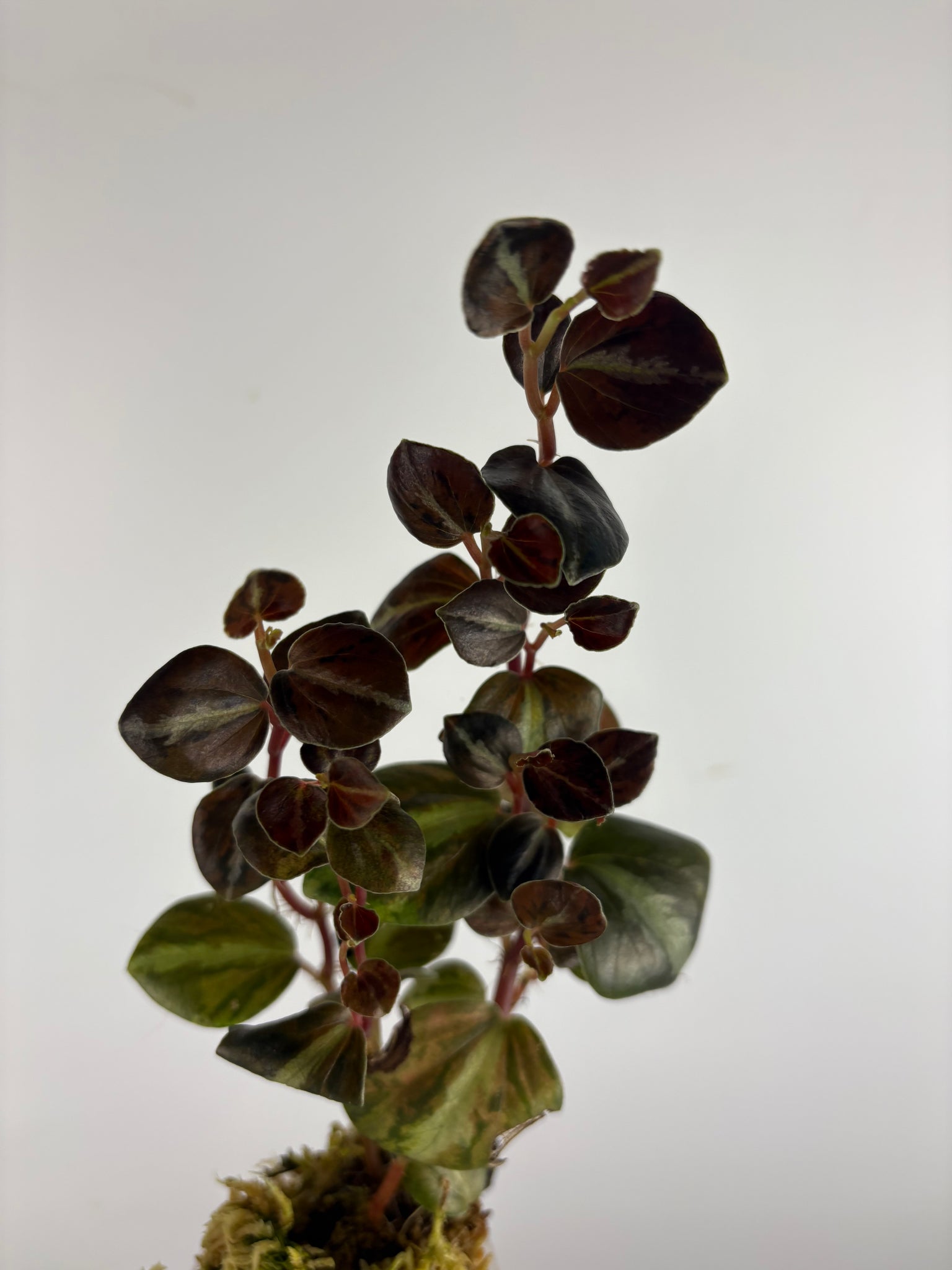 Peperomia columbiana 1