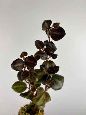 Peperomia columbiana 1