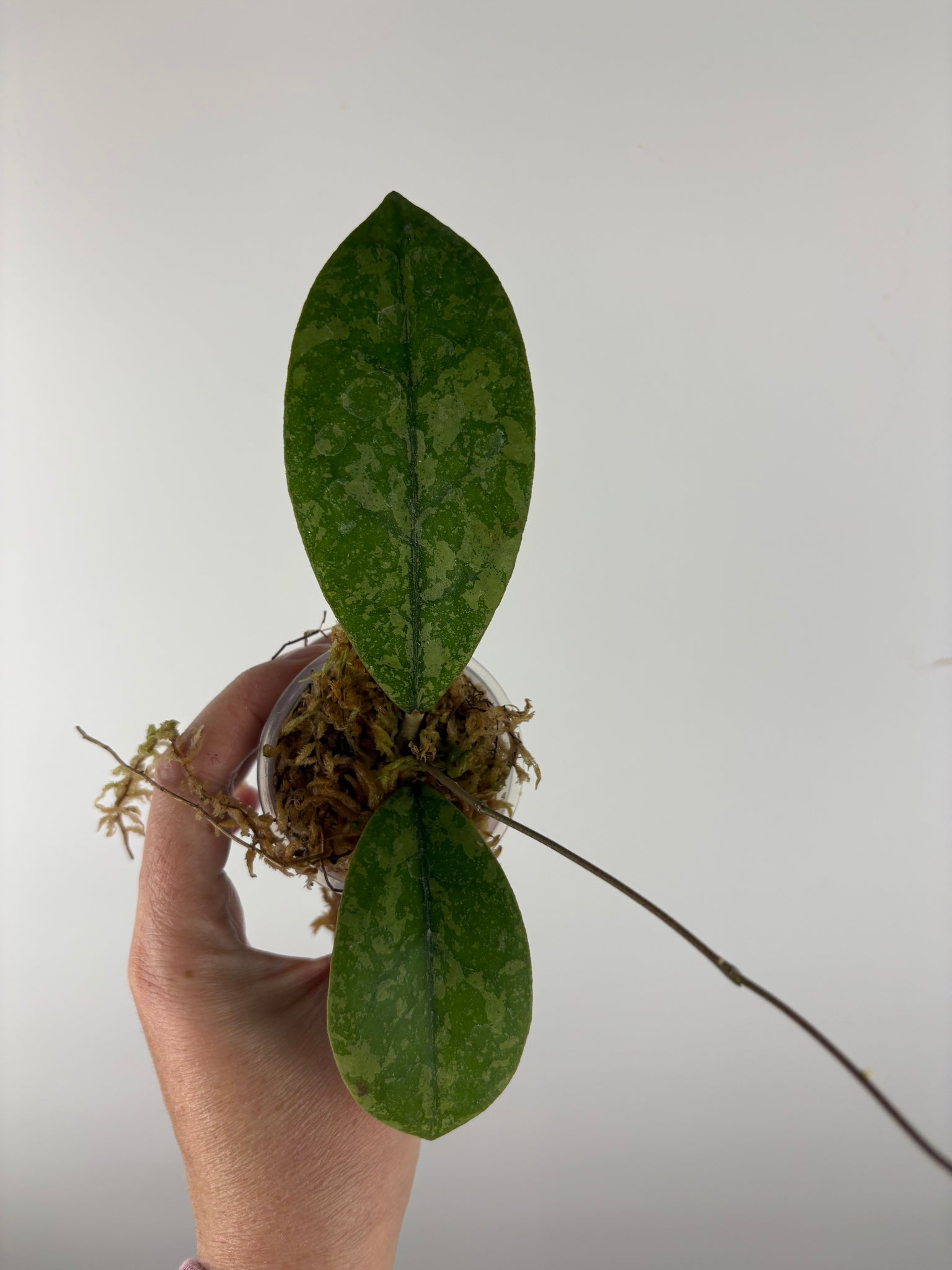 Hoya sp kalbar round leaf 3B