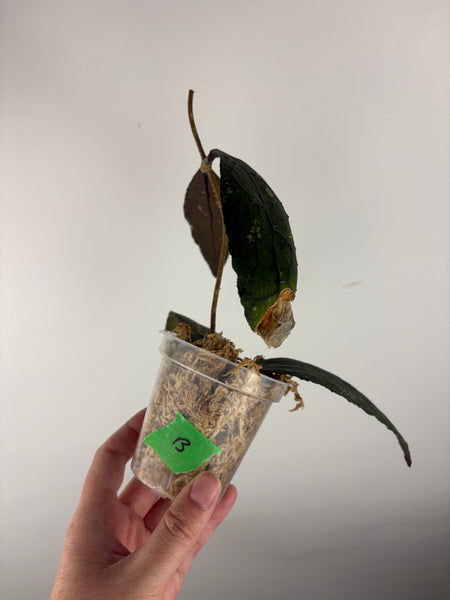 Hoya Clemensiorum crocodile splash B