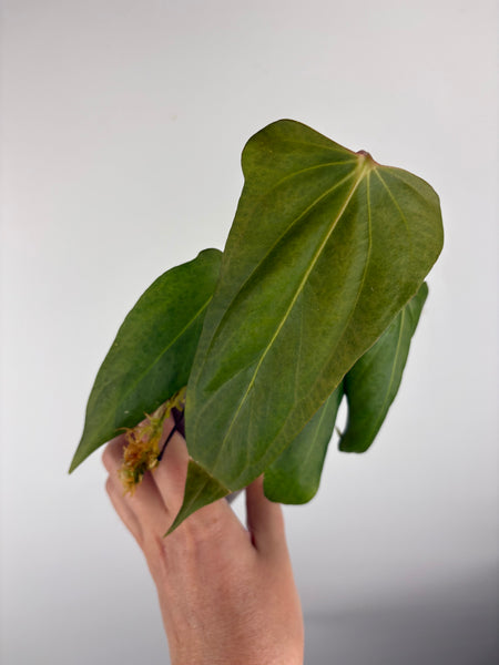 Anthurium Black sweet C1
