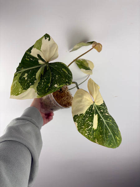 Philodendron gloriosum variegated