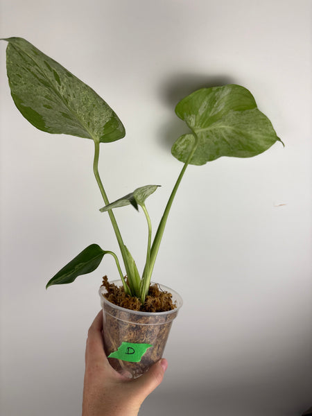 Monstera vietciosa (Thailand) D