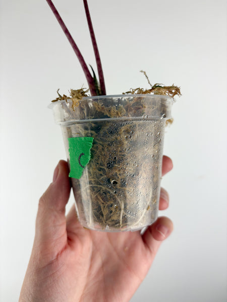 Alocasia pseudo sanderiana pink variegated C