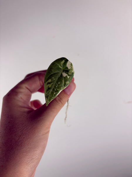 alocasia maharani albo baby