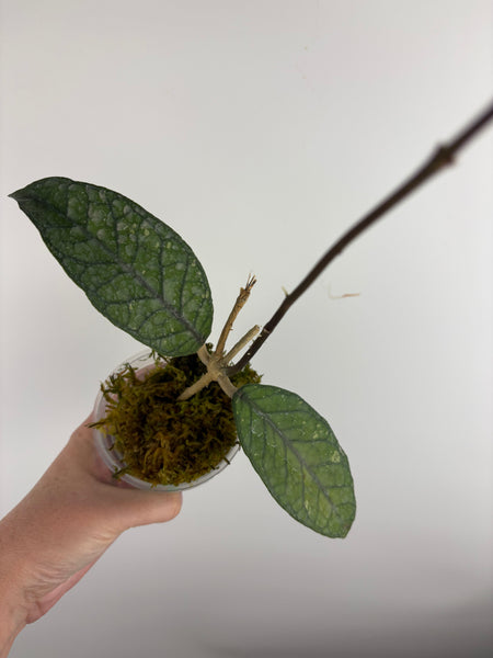 Hoya Sp aceh tendon red A