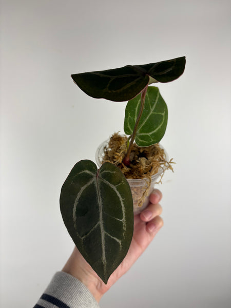 Anthurium black crystal x red crystal C2 as is