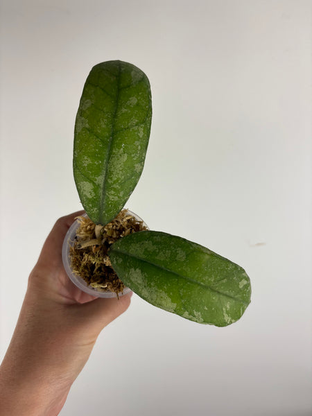 Hoya sp. (Northern Sumatra) silver splash B
