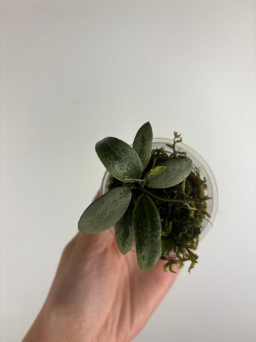 Hoya sp. Kalimantan ('Mini Coin' silver) 4