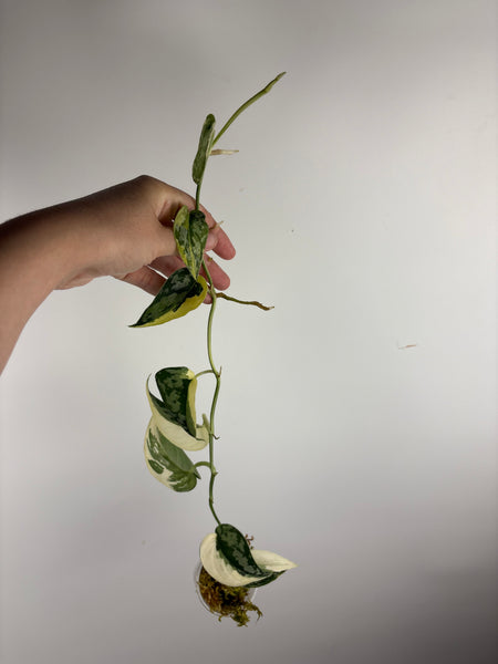 Scindapsus Mayari