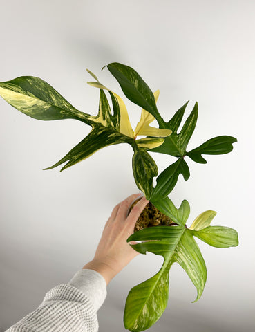 Philodendron Florida beauty