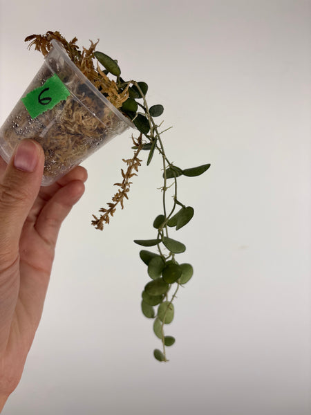 hoya tengchongensis 6