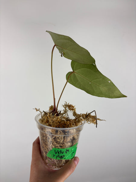 Anthurium velvet mask x papillilaminum 5 as is