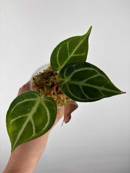 Anthurium blue papi x hoffmanii silver 5