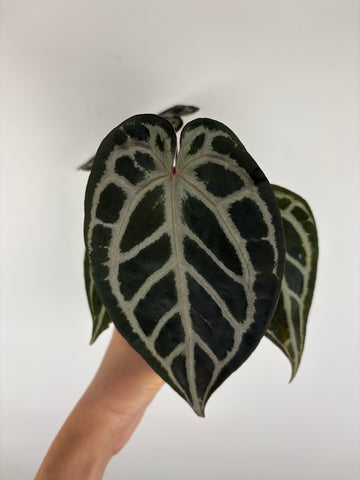Anthurium black crystallinum mutation