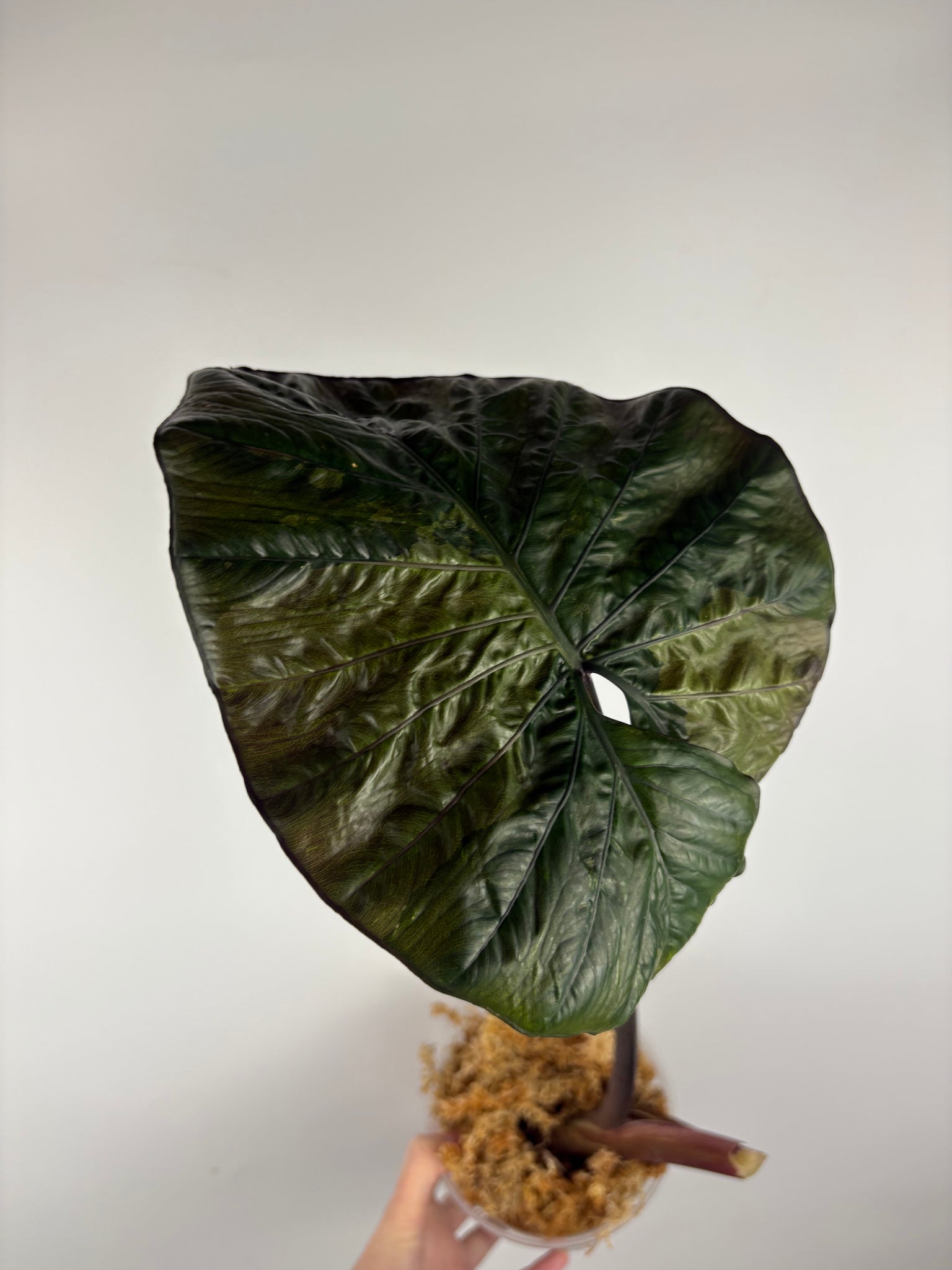 Alocasia serendipity variegated pink B