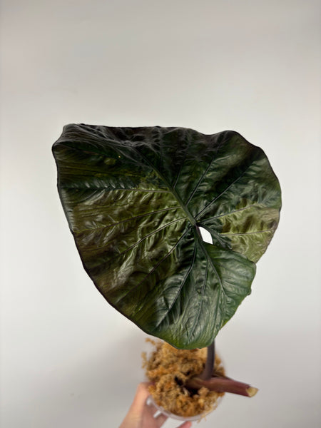 Alocasia serendipity variegated pink B