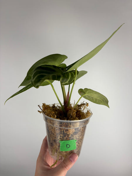 Anthurium Silver blush mutation D