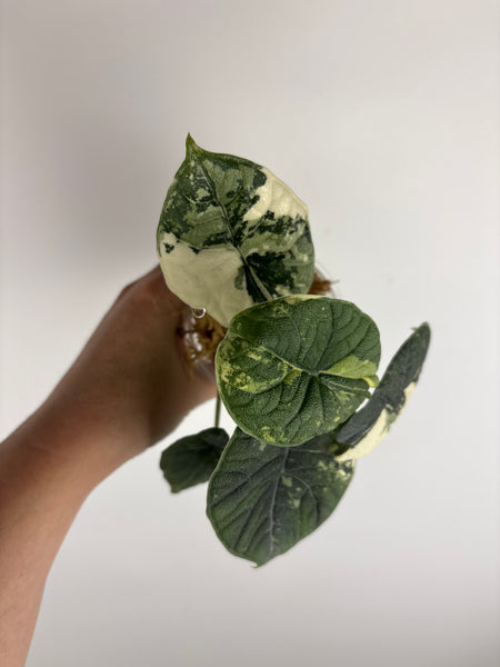 Alocasia Melo albo (Thailand) B