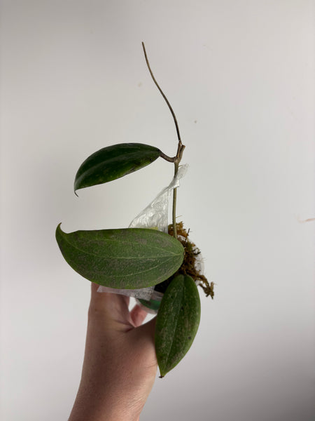 hoya Wibergiae pink splash