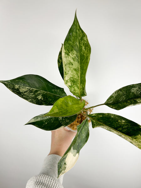 Aglaonema siam jade variegated C