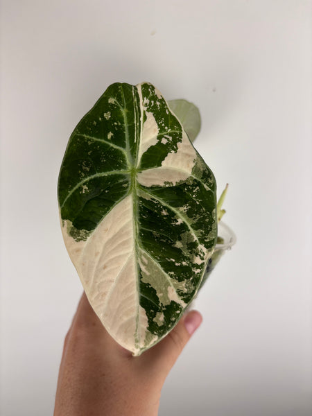 Alocasia black velvet Albo