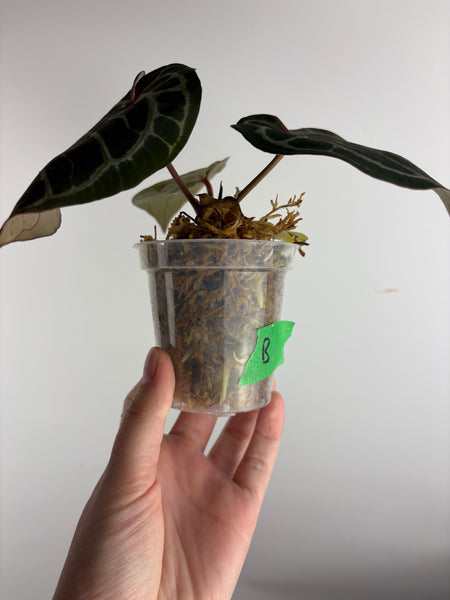 Anthurium red crystal x black crystal B