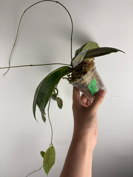 hoya soligamiana B