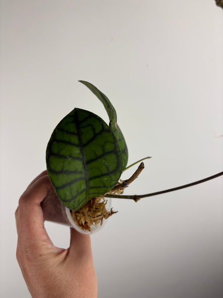 hoya callistophylla obsidian D