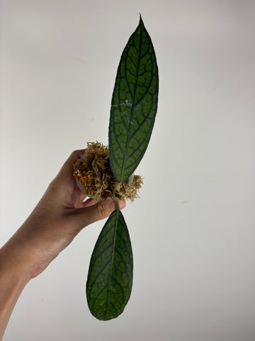 Hoya tanggamus patok besi 6