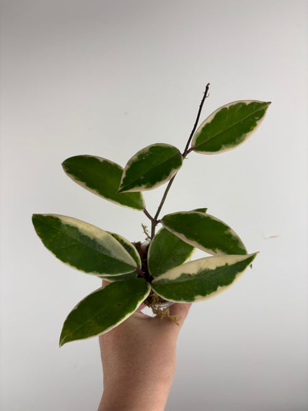 Hoya flamingo dream A