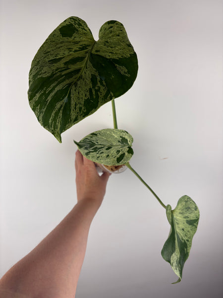 Monstera vietciosa (Thailand) C2