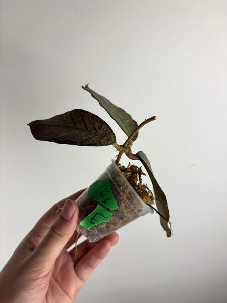 Hoya Gunung gading splash E