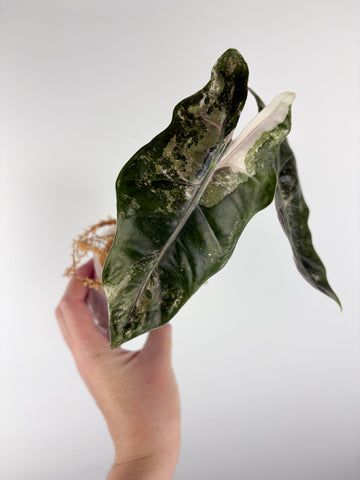 Alocasia pseudo sanderiana pink variegated E