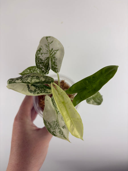Alocasia Longiloba Thai con