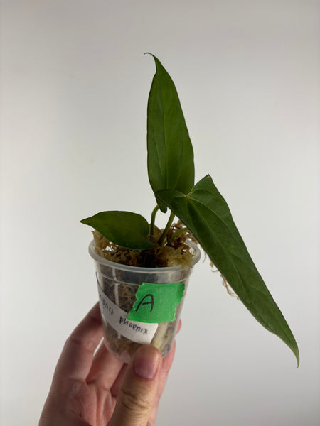 Anthurium dressleri x dark pheonix A1