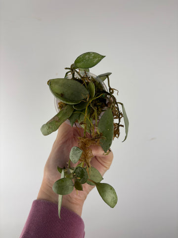Hoya lacunosa sulcata 1 as is