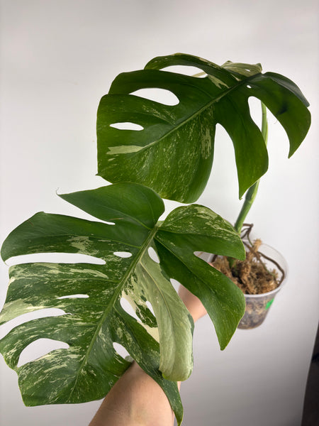 Monstera albo 7