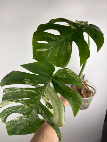 Monstera albo 7