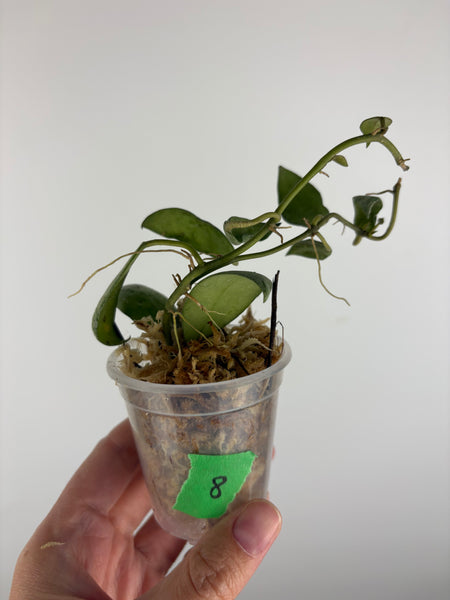 Hoya lacunosa sulcata 8B