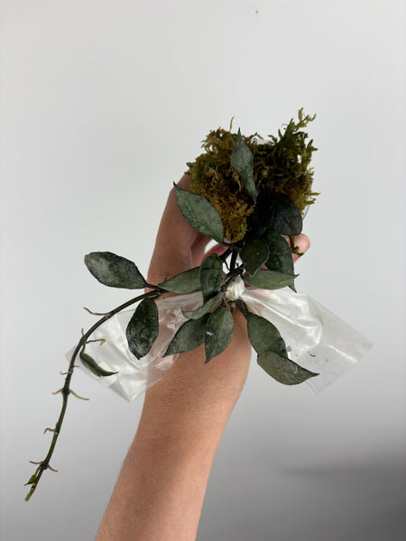 hoya lacunosa violet